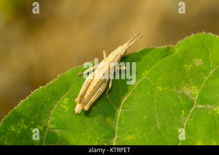 Short horned tan grasshopper on a green leaf near Sangli, Maharashtra, India Stock Photo