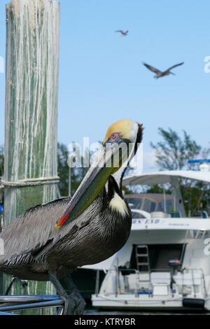 Pelican portrait Stock Photo