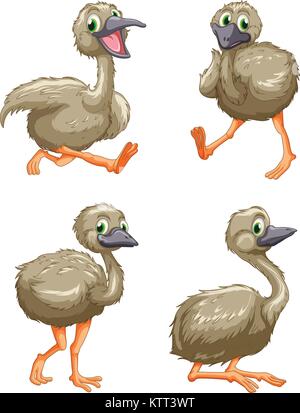 Illustraiton of emu ostriches on white Stock Vector