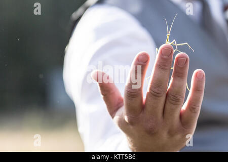 Praying mantas on man's hand Stock Photo