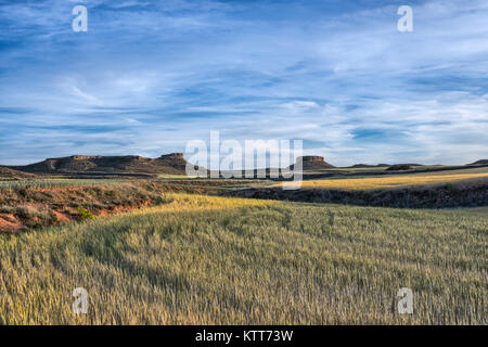 Landscape of cereal fields at Aragon (Spain) during a Spring sunny day with some clouds. Stock Photo