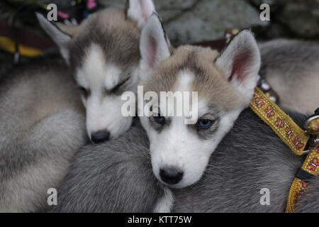 Siberian Husky Pups Cuddling Stock Photo