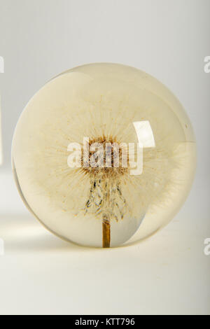 Beautiful flower in a glass sphere on white background Stock Photo