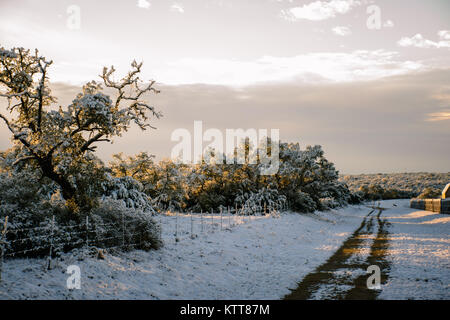 Snow on trees Stock Photo