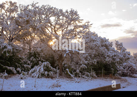 Sun peaking through snowy branches Stock Photo