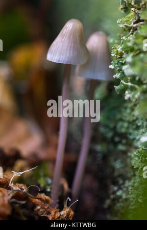 Small mushrooms in a forest of chestnut trees. Stock Photo