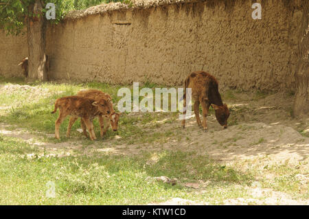 Three small calves graze in the village of Khwahan, Badakhshan Province, Afghanistan, June 3, 2012. (37th photo by Sgt. Kimberly Lamb) (Released) Stock Photo