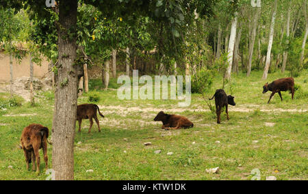 Five small calves graze in the village of Khwahan, Badakhshan Province, Afghanistan, June 3, 2012. (37th photo by Sgt. Kimberly Lamb) (Released) Stock Photo