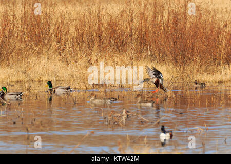 A group of male and female Mallard Ducks frolicking around in the wetlands of the Salt Plains National Wildlife Refuge located in Jet, Oklahoma 2017 Stock Photo
