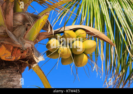 Some un-ripe Coconuts growing on a Palm Tree in The Bahamas 2017 Stock Photo