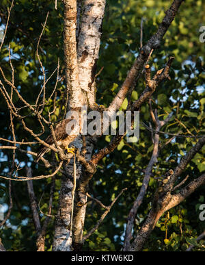 Broad-winged hawk holding a snake Stock Photo