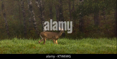 White-tailed doe in the early morning fog Stock Photo