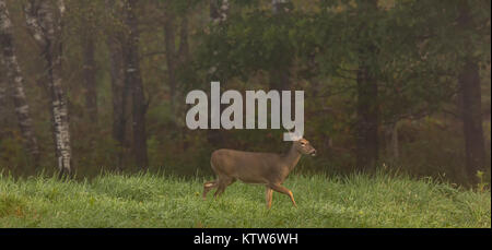 White-tailed doe in the early morning fog Stock Photo