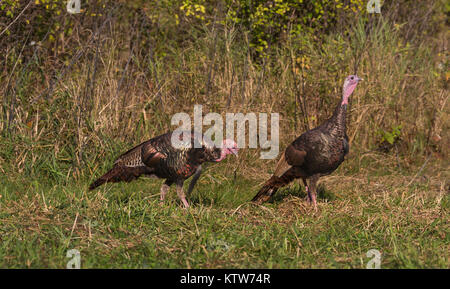 Two eastern wild turkeys feeding in a northern Wisconsin field. Stock Photo