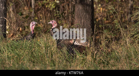 Eastern wild Turkey Stock Photo