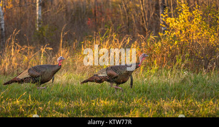 Wild turkeys walking in an autumn field in northern Wisconsin. Stock Photo