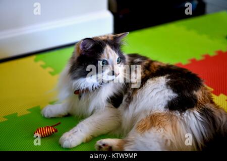 Calico cat playing with toy mouse Stock Photo