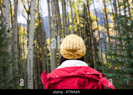 BANFF, ALBERTA, CANADA. - SEPTEMBER 2015: Autumn starts to turn the leaves in a patch of birch trees in Banff National Park in Alberta Canada. Stock Photo