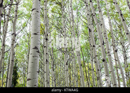 BANFF, ALBERTA, CANADA. - SEPTEMBER 2015: Autumn starts to turn the leaves in a patch of birch trees in Banff National Park in Alberta Canada. Stock Photo
