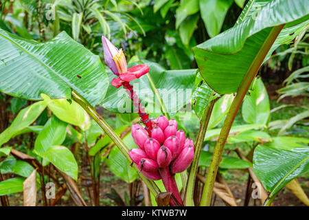 A cluster of pink velvet bananas in the rainy forest Stock Photo