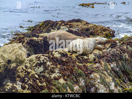 coastal scenery including some common seals around the Monterey Peninsula in California, USA Stock Photo