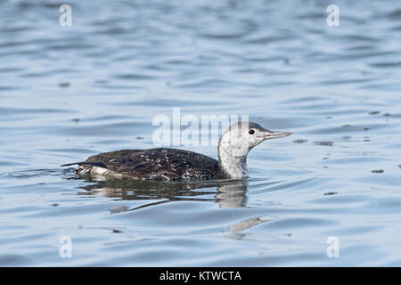 Red-throated Diver Red throated Loon) Gavia stellata adult completing moult into non breeding plumage Brancaster Norfolk November Stock Photo