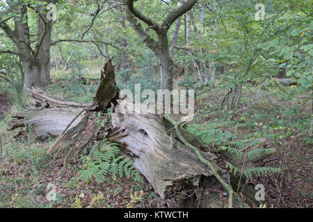 Dead wood (oak)  on forest floor in ancient woodland North Norfolk Stock Photo