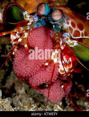 SMASHING MANTIS SHRIMP (ODONTODACTYLUS SCYLLARUS) TENDING TO HER CLUTCH OF EGGS Stock Photo