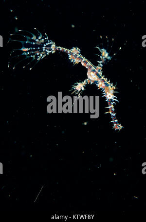 Ornate ghost pipe fish sea horse family Stock Photo - Alamy