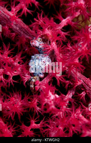 PURPLE PYGMY SEAHORSE (HIPPOCAMPUS BARGIBANTI) PEEKING OUT OF SIMILARLY COLORED CORAL -  THIS SEAHORSE IS APPROX 1.5 CM IN SIZE Stock Photo
