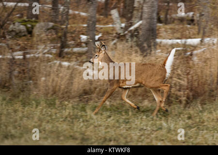 Young white-tailed buck running along the forest's edge in northern Wisconsin. Stock Photo