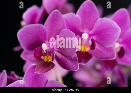 purple mini orchid on a black background Stock Photo