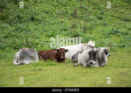 Cows sit and resst at grass land on mountain in Kaunergrat nature park near Pitztal Valley and Kaunertal Valley and Inntal Valley in region of Tyrol,  Stock Photo