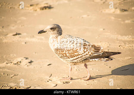 Herring gull, young bird on a beach of the Baltic sea in Poland Stock Photo