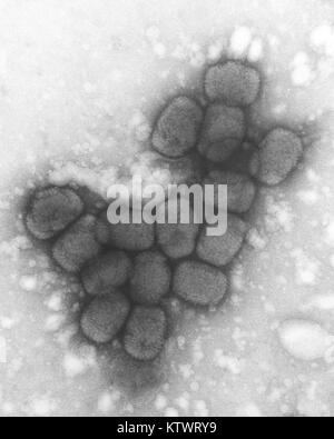 A transmission electron micrograph (TEM) of smallpox viruses using a negative stain technique, 1975. See PHIL 10144 for a colorized version of this black and white image. Smallpox is a serious, highly contagious, and sometimes fatal infectious disease. There is no specific treatment for smallpox disease, and the only prevention is vaccination. Image courtesy CDC/Dr. Fred Murphy. Stock Photo
