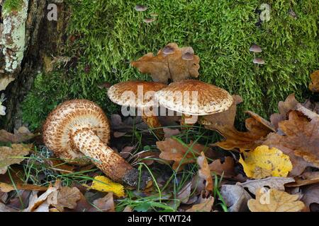 Shaggy scalycap mushroom, Pholiota squarrosa Stock Photo