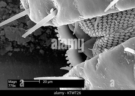 This scanning electron micrograph (SEM) depicts an enlarged view of mouth parts of an American dog tick, Dermacentor variabilis, magnified 779X. Ticks are of the class Arachnida, as are spiders and mites, 2002. D. variabilis is a known carrier of Rocky Mountain Spotted Fever caused by the bacterium Rickettsia rickettsii . Image courtesy CDC. Stock Photo