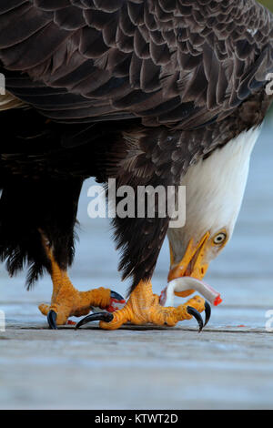 Bald eagle feeding on a piece of salmon held in his talons detailed close up Stock Photo