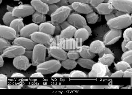 Under a very high magnification of 31, 207X, this scanning electron micrograph (SEM) depicted spores from the Sterne strain of Bacillus anthracis bacteria. For a colorized version of this image see PHIL 10023. A key characteristic of the Sterne strain of B. anthracis is the wrinkled surface of the protein coat of these bacterial spores. These spores can live for many years which, enables the bacteria to survive in a dormant state. Image courtesy CDC/Laura Rose, 2002. Stock Photo