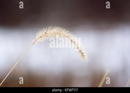golden grass stalk with bokeh and winter background. Stock Photo