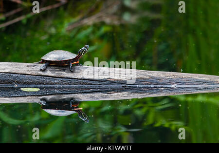 A painted turtle on a log in a pond. A mirrored reflection is seen in the water. Stock Photo