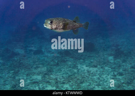 Giant Porcupine Pufferfish Cruising around the reef off the coast of Oahu, Hawaii. Stock Photo