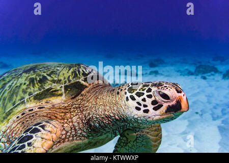 Green Sea Turtle cruising the reef off the coast of Oahu, Hawaii. Stock Photo