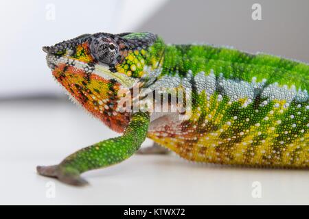 Chameleon pardalis, Madagascar.