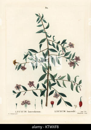 Goji berry or Chinese wolfberry, Lycium barbarum (Lycium lanceolatum). Handcoloured stipple engraving by Du Ruisseau after an illustration by Pierre-Joseph Redoute from Henri Louis Duhamel du Monceau's Traite des Arbres et Arbustes, Paris, 1804-1819. Stock Photo