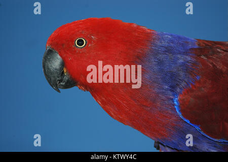 portrait of male Australian red-sided parrot, Eclectus roratus Stock Photo
