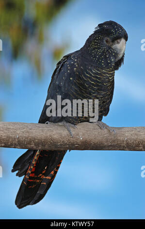 Australian female red-tailed cockatoo, Calyptorynchus magnificus Stock Photo