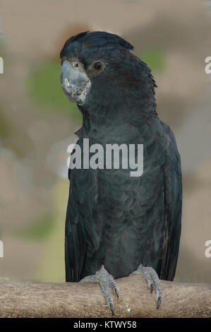 Australian male red-tailed cockatoo, Calyptorynchus magnificus Stock Photo