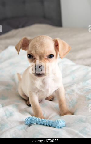 Tiny Chihuahua Puppy Chewing on Rubber Toy Stock Photo
