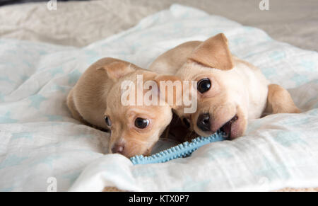Tiny Chihuahua Puppy Chewing on Rubber Toy Stock Photo